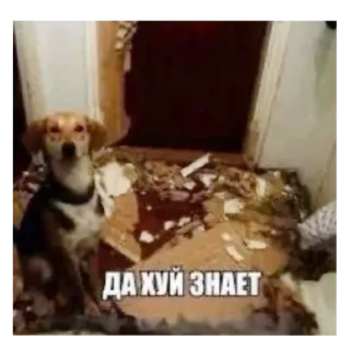 🤷‍♀ 3b1b9f95 ДА ХУЙ ЗНАЕТ Hund, Schaden, Unfug, Russisch, Text, Tier, Haustier telegram sticker
