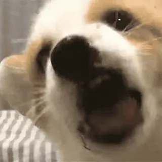 🐶 af09ff55 狗, 柯基, 动物, 可爱, 宠物 whatsapp sticker