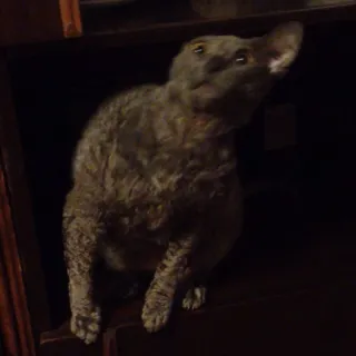 🐱 0bf913c4 kucing, binatang, hewan peliharaan, felin, hewan peliharaan, imut telegram sticker