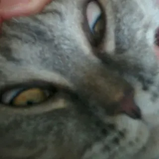 Pets @stickersb2b whatsapp stickers