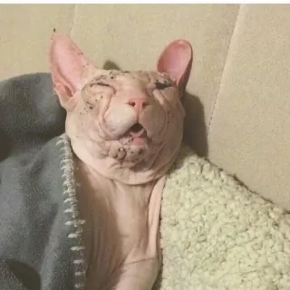 Pets @stickersb2b telegram stickers