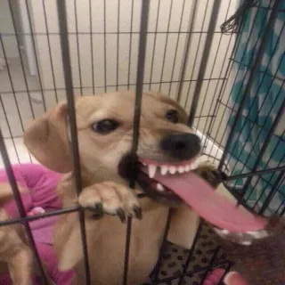 🐶 385810f3 anjing, gigi, kandang, hewan, lucu, hewan peliharaan, hewan ternak telegram sticker