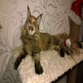 🐱 4902a5c4 kucing, Maine Coon, hewan peliharaan, binatang, felidae, mamalia telegram sticker