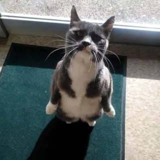 🐱 4d3d76db kucing, binatang, hewan peliharaan, kucing abu-abu, kucing domestik, felin, anak kucing telegram sticker