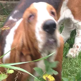 🐶 5684b7f9 anjing, basset hound, hewan, peliharaan, lucu, hewan peliharaan, anjing pemburu telegram sticker