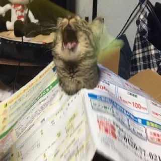 🐱 5cea3b57 kucing, menguap, hewan, binatang peliharaan, hewan peliharaan, kucing domestik, menguap telegram sticker