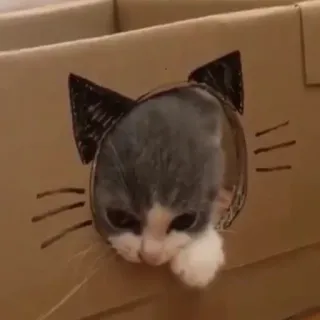 Pets @stickersb2b telegram stickers