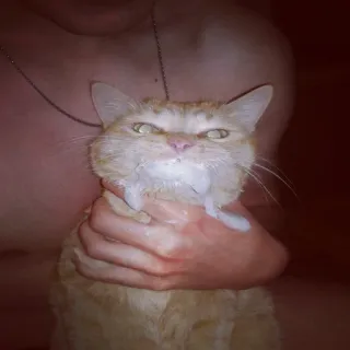 🐱 7cc24d9f kucing, hewan peliharaan, binatang, domestik, lucu, imut telegram sticker