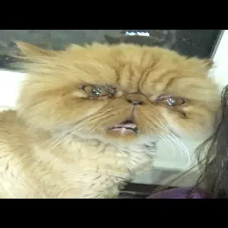 🐱 7dabafdf kucing, hewan, peliharaan, lucu, meme, imut telegram sticker