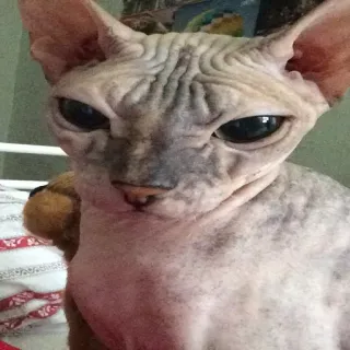 Pets @stickersb2b telegram stickers