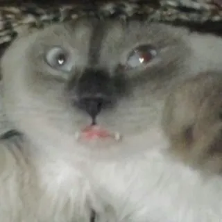 🐱 88a0b5b6 kucing, binatang, hewan peliharaan, mamalia, lucu, imut telegram sticker