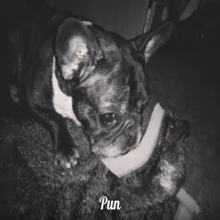 Pets @stickersb2b telegram stickers