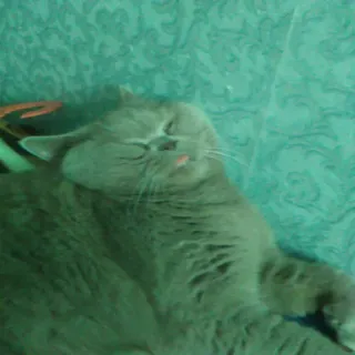 😄 a3f65d57 kucing, tidur, hewan, hewan peliharaan, kucing abu-abu, kucing domestik, british shorthair telegram sticker