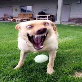 🐶 a47a262e anjing, menakutkan, seram, hewan, gigi, meme telegram sticker