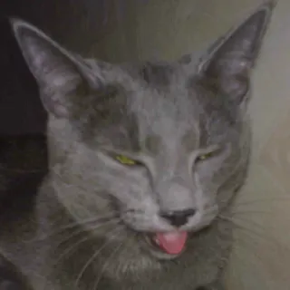 🐱 ac5a8404 kucing, kucing abu-abu, russian blue, binatang, hewan peliharaan, menjulurkan lidah telegram sticker