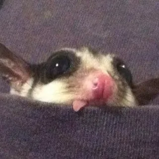 🐀 b1edf0f3 sugar glider, hewan saku, imut, binatang, mamalia telegram sticker