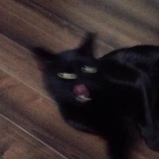 🐱 b28076a7 kucing, kucing hitam, hewan peliharaan, binatang, hewan peliharaan telegram sticker