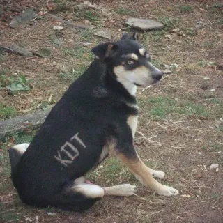 🐶 b92eca9d KOT anjing, hewan, KOT, peliharaan telegram sticker