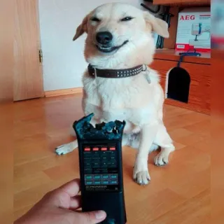 🐶 d0a4b7ad anjing, remote, hewan peliharaan, lucu, imut, binatang, rumah telegram sticker
