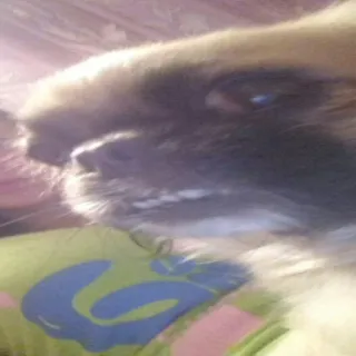 🐱 d94d4ea2 anjing, hewan peliharaan, hewan, imut, anjing telegram sticker