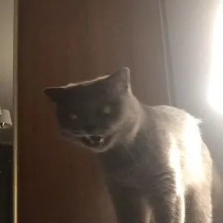 🐱 e03e8a32 kucing, marah, binatang, hewan peliharaan, kucing abu-abu, kucing domestik telegram sticker