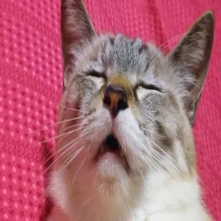 🐱 e65cd6f5 kucing, hewan peliharaan, binatang, mengantuk, kucing, kucing domestik telegram sticker