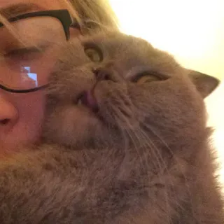 🐱 e6eb14c2 kucing, hewan peliharaan, hewan, kucing domestik, felin, imut, British Shorthair telegram sticker