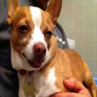 🐶 e8f7b82a anjing, binatang, hewan peliharaan, chihuahua, lucu, potret, hewan domestik telegram sticker