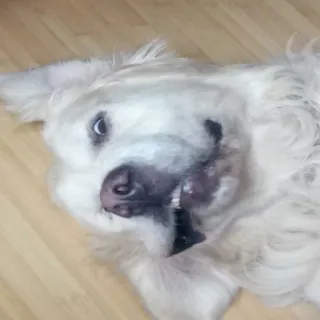 🐶 ed830bce anjing, golden retriever, hewan, peliharaan, imut, bahagia telegram sticker