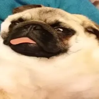 🐶 f9d8e3e8 pug, anjing, hewan, peliharaan, lucu, lidah telegram sticker