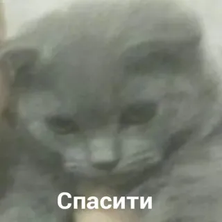🐱 fb9aceee Спасити kucing, sedih, rusia, teks telegram sticker