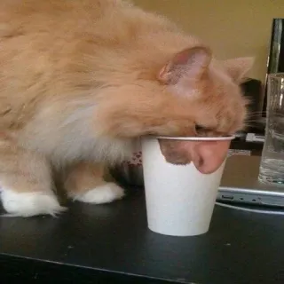 🐱 fd52ea90 kucing, minum, cangkir, hewan peliharaan, binatang telegram sticker