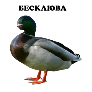 👌 34277b4e БЕСКЛЮВА 오리, 새, 동물, 키릴 문자 telegram sticker