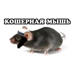 🙊 5fc8c61b КОШЕРНАЯ МЫШЬ 쥐, 코셔, 동물, 설치류, 웃긴, 모자 telegram sticker