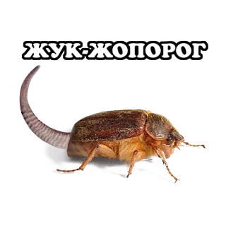 всратые жвотные telegram stickers