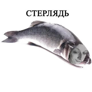 😋 fea90323 물고기, 여자, 인물, 웃긴, 이상한, 초현실주의, 콜라주 telegram sticker