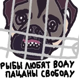 🐶 27c76124 РЫБЫ ЛЮБЯТ ВОДУ
ПАЦАНЫ СВОБОДУ 巴哥犬, 狗, 笼子, 鱼, 水, 自由 telegram sticker