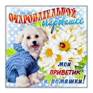 👋 08e1a1f3 ОЧАРОВАТЕЛЬНОЙ ОЧАРОВАШКЕ мой ПРИВЕТИК и ромашки! dog, flowers, cute, greeting, puppy, daisies, card, russian text telegram sticker
