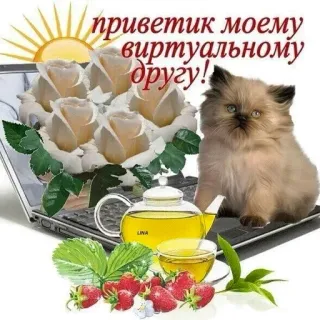 😺 20a8a4d8 приветик моему виртуальному другу! cat, tea, flowers, laptop, greeting, virtual friend, strawberry, sun telegram sticker