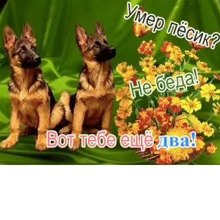 🐾 24de6286 Умер пёсик?
Не беда!
Вот тебе ещё два! dog, dogs, puppy, flowers, russian, meme, joke telegram sticker