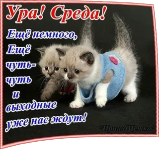 😽 28fb6d78 Ура! Среда!
Ещё немного,
Ещё
чуть-
чуть
11
выходные
уже нас ждут!
Ирина Щетко kittens, wednesday, holidays, russian, cute, cats telegram sticker