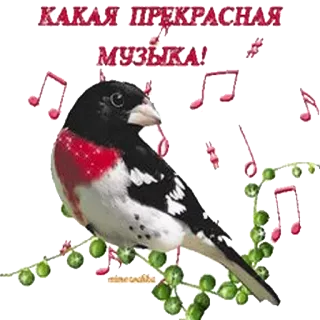 🎼 7a26ab5b КАКАЯ ПРЕКРАСНАЯ МУЗЫКА! bird, music, song, nature, melody telegram sticker