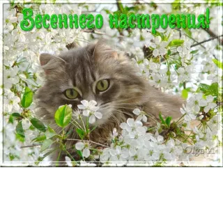 🌱 c40891ec Весеннего настроения! cat, flowers, spring, greeting, nature, pet telegram sticker