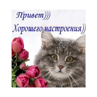 👋 f2e8e75d Привет))) 
Хорошего настроения))) cat, tulips, greeting, good mood, flowers, snow telegram sticker