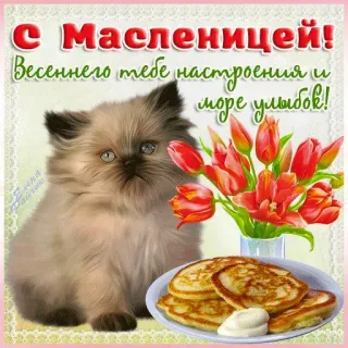 🥞 f8638646 С Масленицей! Весеннего тебе настроения и море улыбок! Maslenitsa, Russian holiday, pancakes, cat, tulips, spring, greetings telegram sticker
