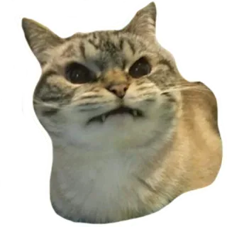 😬 2bbbb583 chat, énervé, Meme, drôle, grincheux, animal telegram sticker