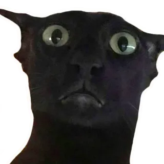 😧 7a41da6b chat, chat noir, drôle, mème, animal, animal de compagnie telegram sticker