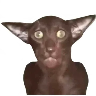 😟 7e424c8a chat, Oriental shorthair, drôle, mème, mignon, animal, animal de compagnie telegram sticker