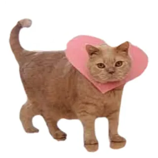 😍 b8b89b7f chat, cœur, amour, animal de compagnie, animal telegram sticker