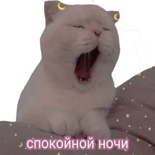 😴 ce5ee745 спокойной ночи chat, bâillement, bonne nuit, lune, endormi, mignon telegram sticker